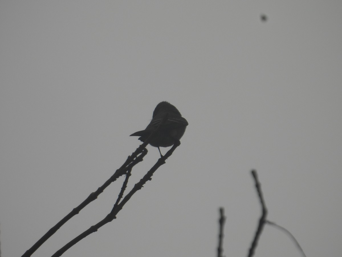 Western Wood-Pewee - ML643734058