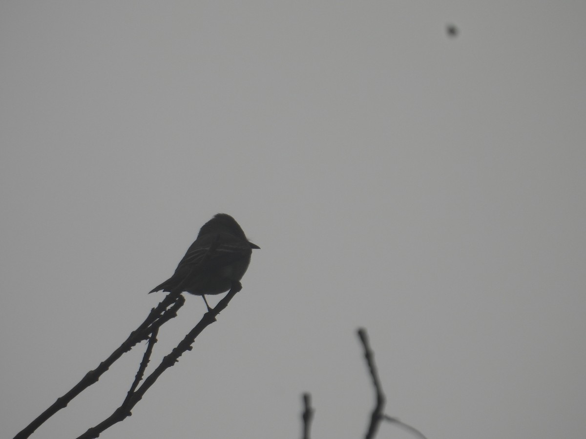 Western Wood-Pewee - ML643734059