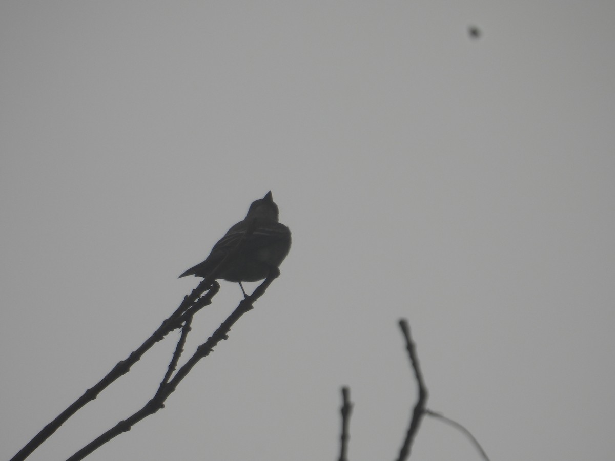 Western Wood-Pewee - ML643734060