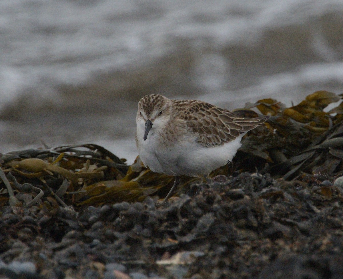 Semipalmated Sandpiper - ML643734064