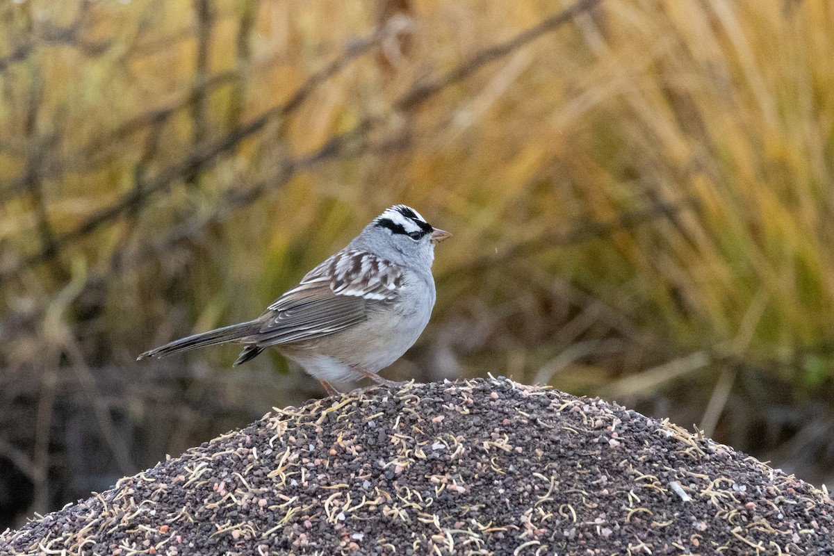 גיבתונית לבנת-כיפה - ML643734069