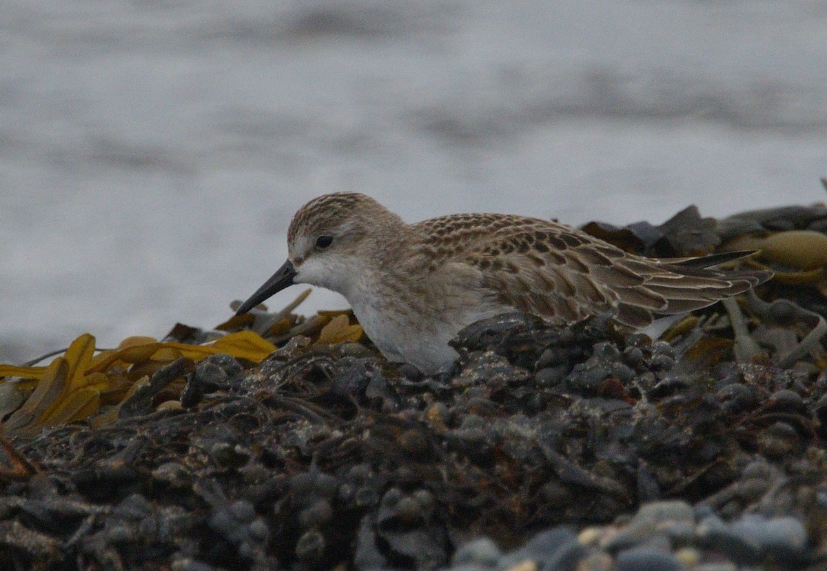 Semipalmated Sandpiper - ML643734071