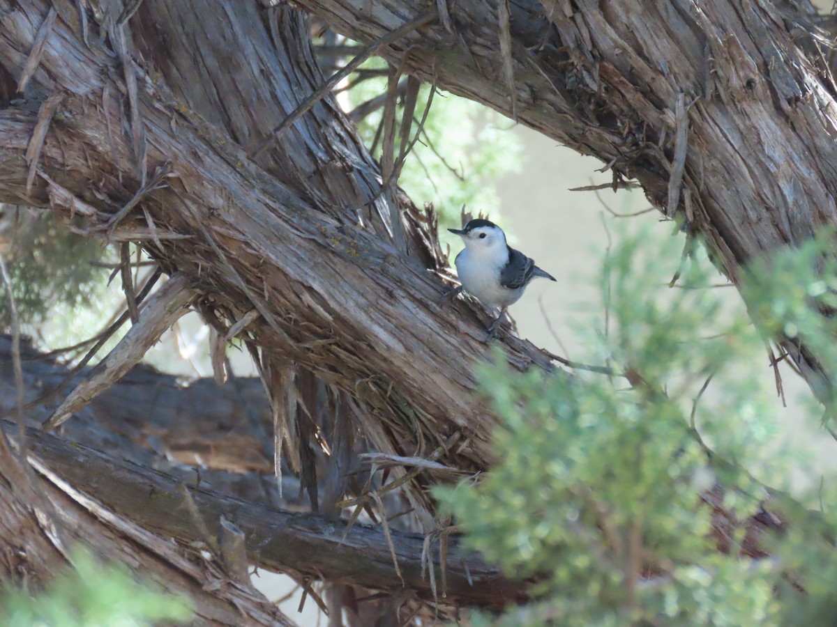 White-breasted Nuthatch - ML643734085