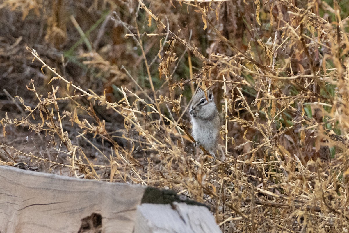 בעלי חיים - ML643734087