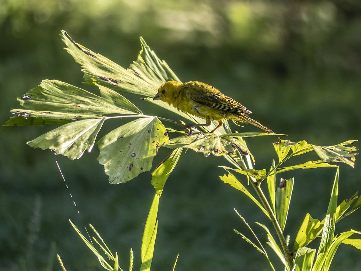 Saffron Finch - ML643734088