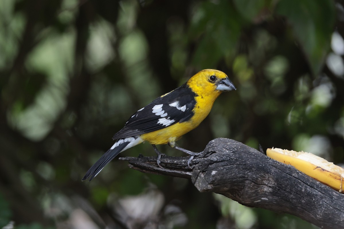Golden Grosbeak - ML643734090