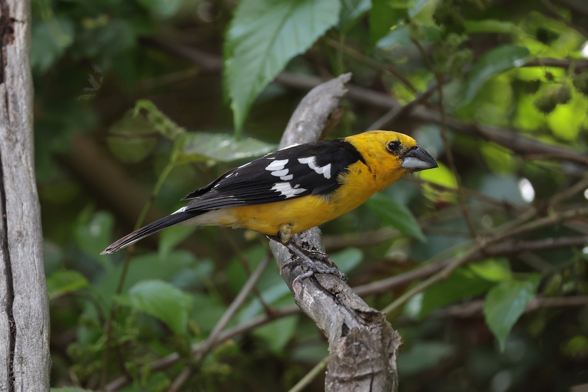 Golden Grosbeak - ML643734092