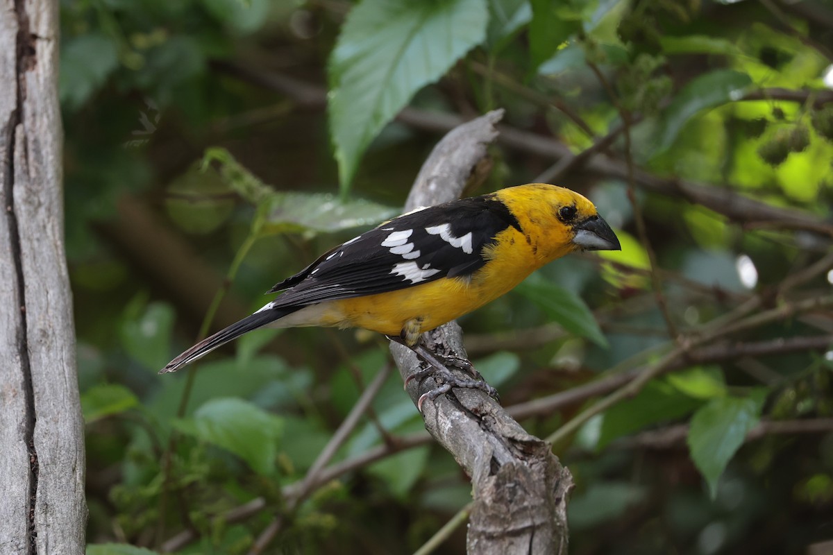 Golden Grosbeak - ML643734093