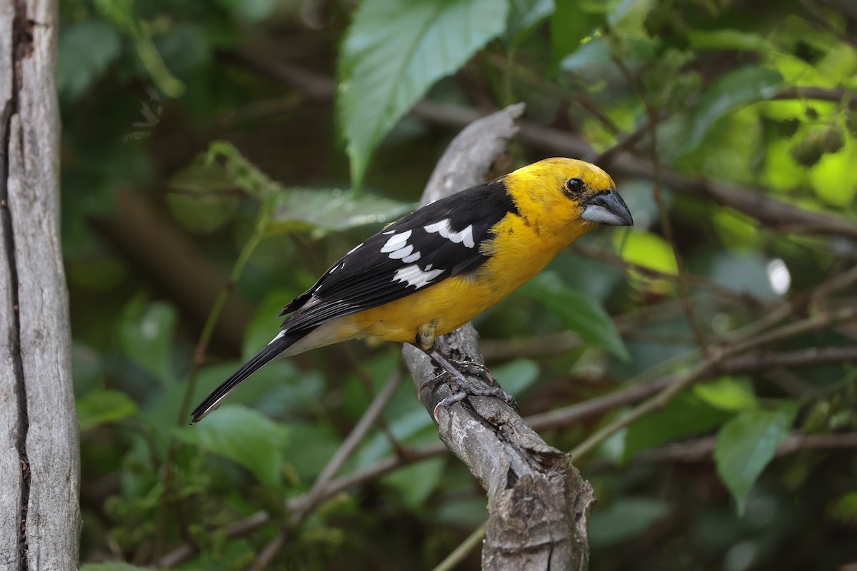 Golden Grosbeak - ML643734094