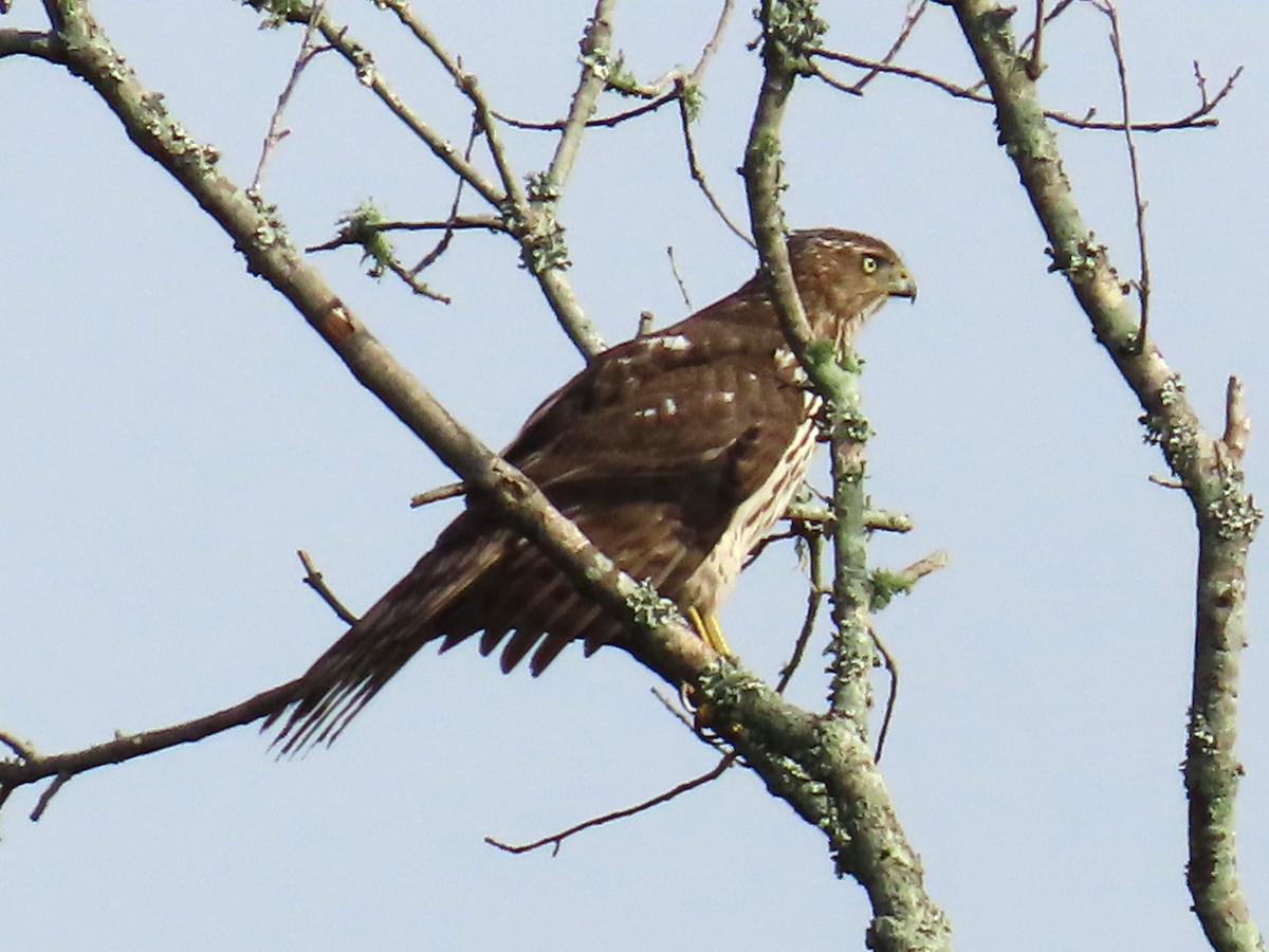 Cooper's Hawk - ML643734100