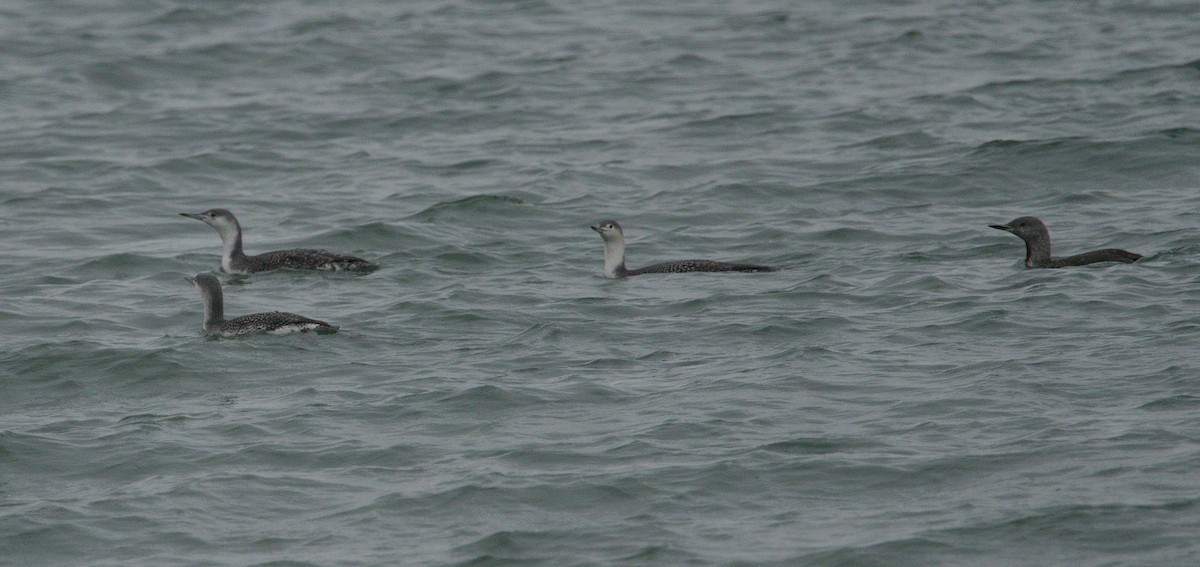 Red-throated Loon - ML643734107