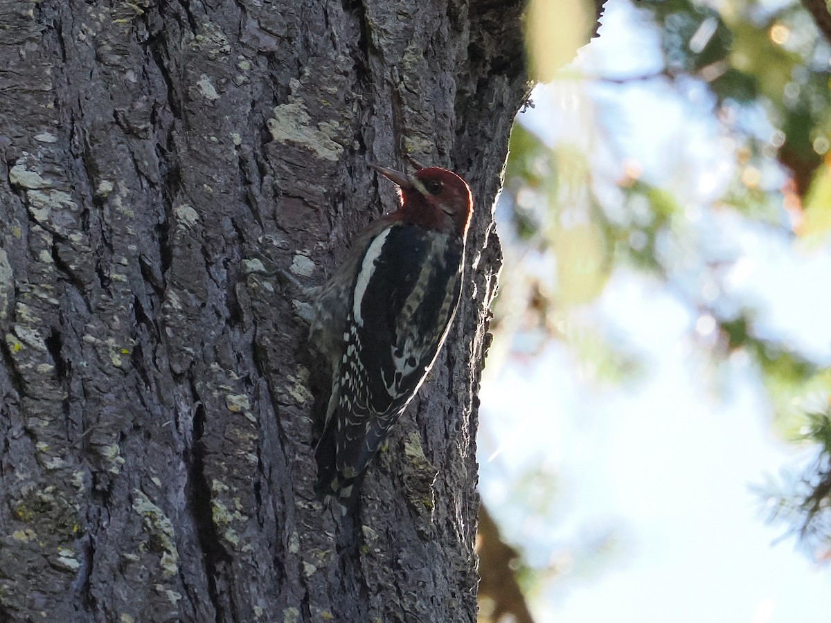 Red-breasted Sapsucker - ML643734111
