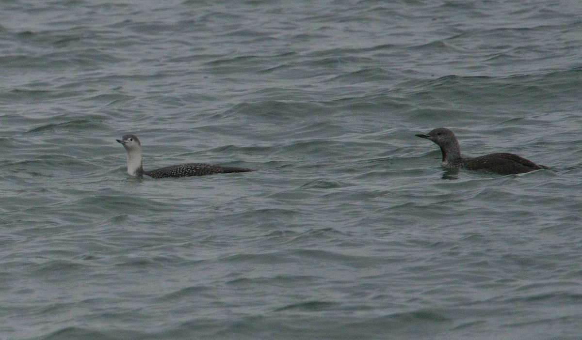 Red-throated Loon - ML643734126