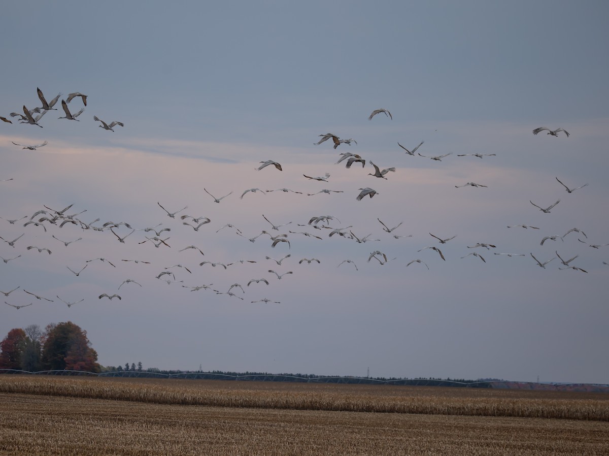 Sandhill Crane - ML643734184