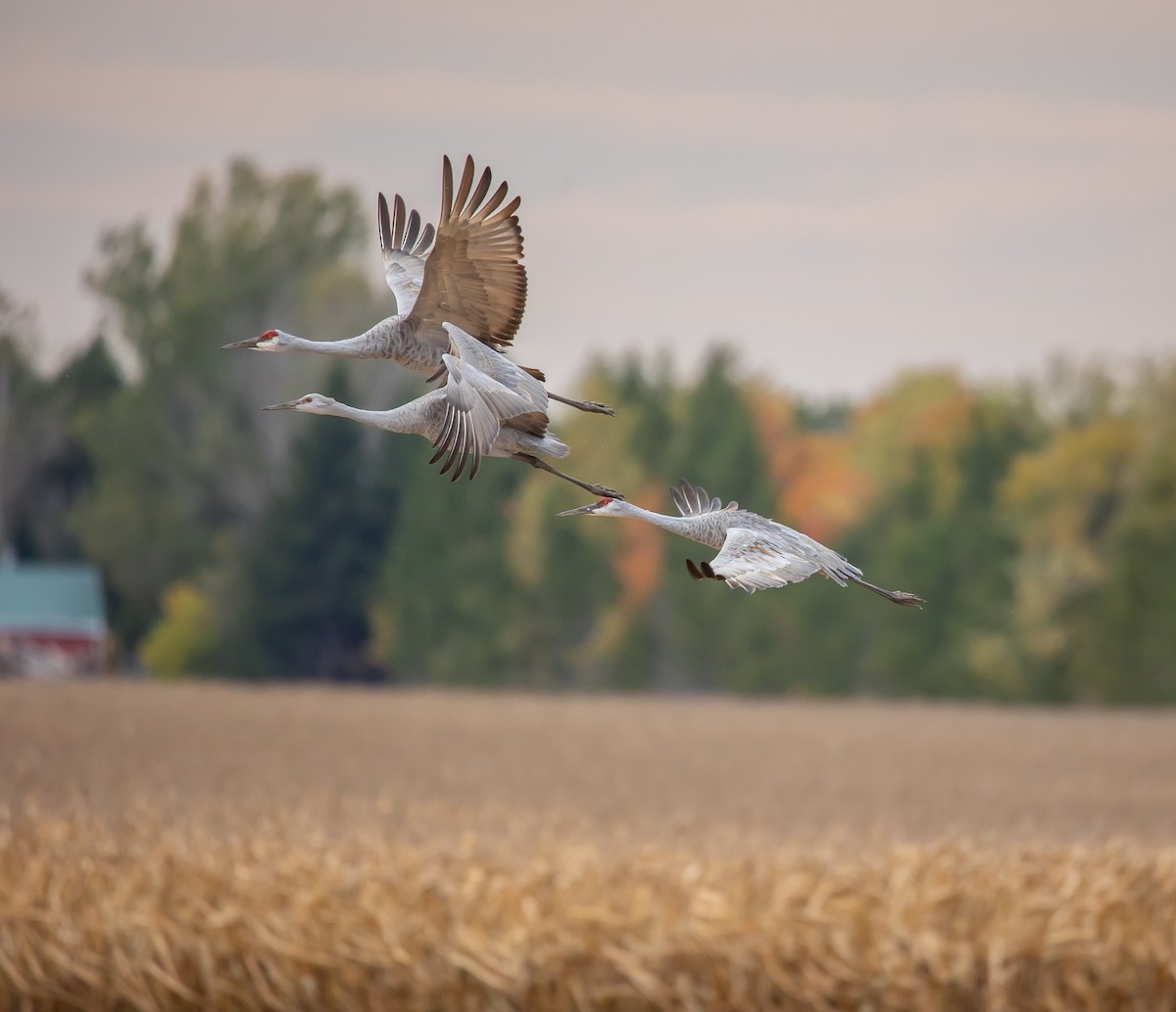 Sandhill Crane - ML643734186