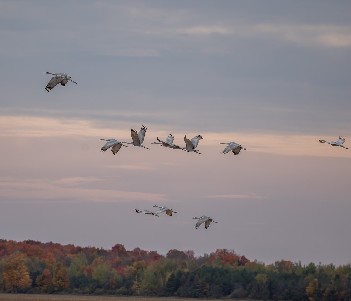 Sandhill Crane - ML643734187