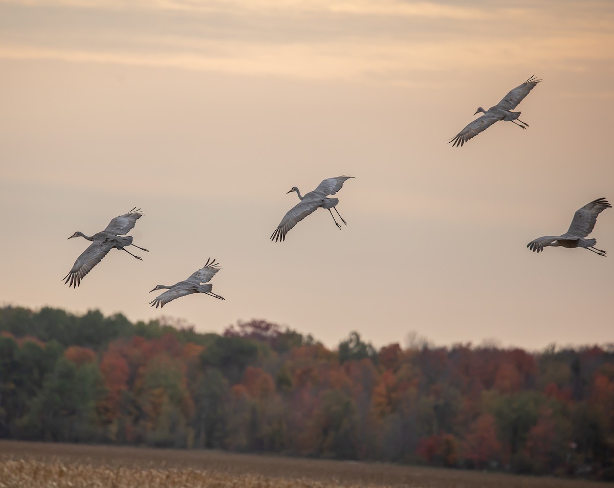 Sandhill Crane - ML643734188