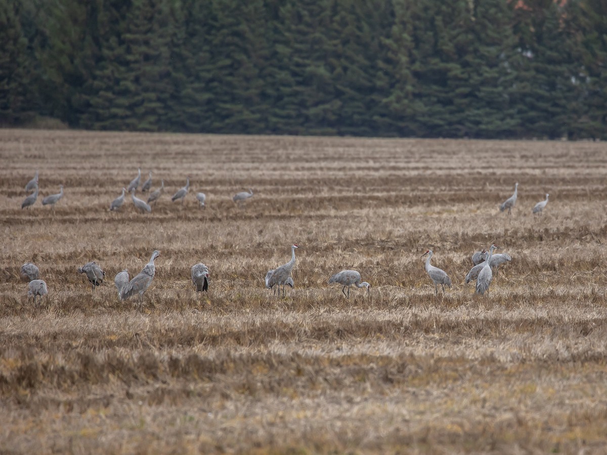 Sandhill Crane - ML643734189