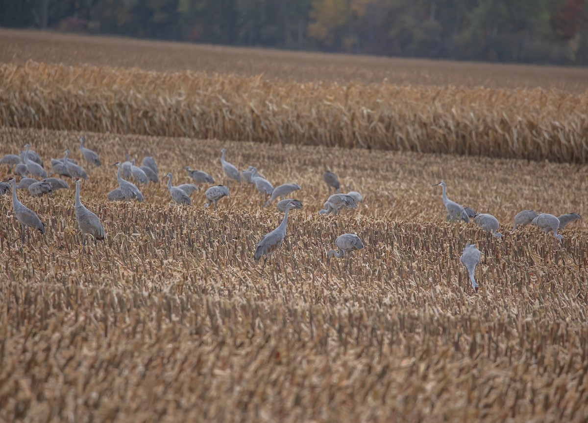 Sandhill Crane - ML643734190