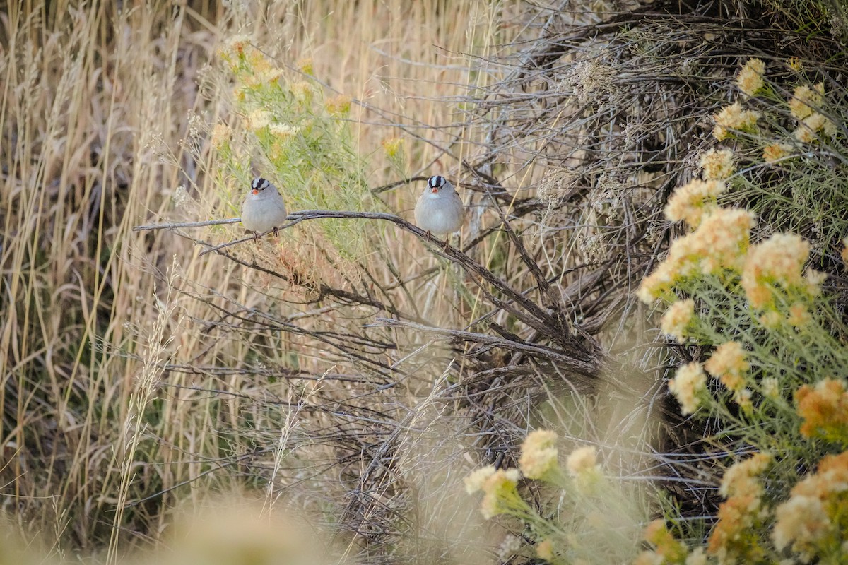 White-crowned Sparrow - ML643734196