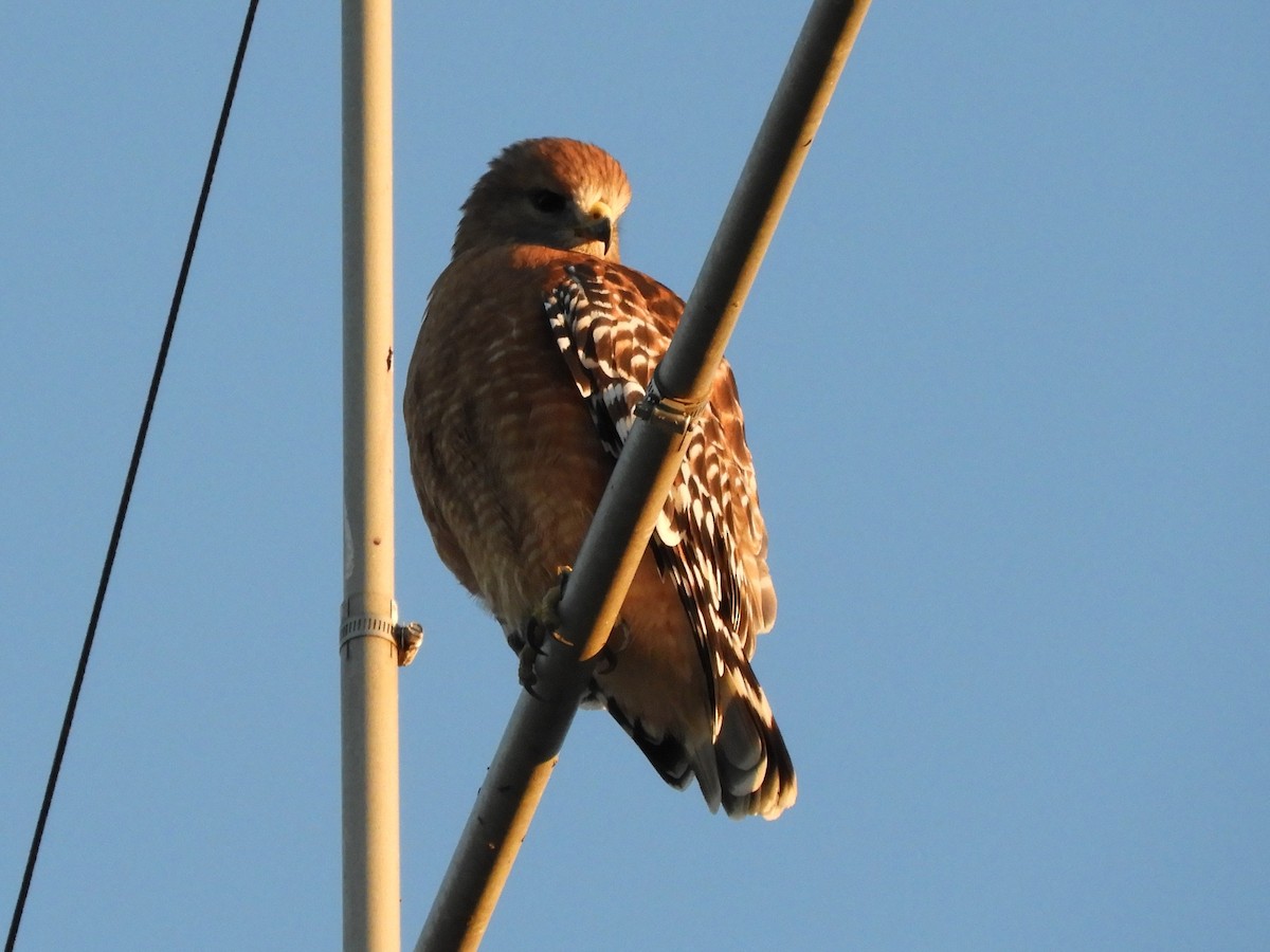 rødvingevåk - ML643734209