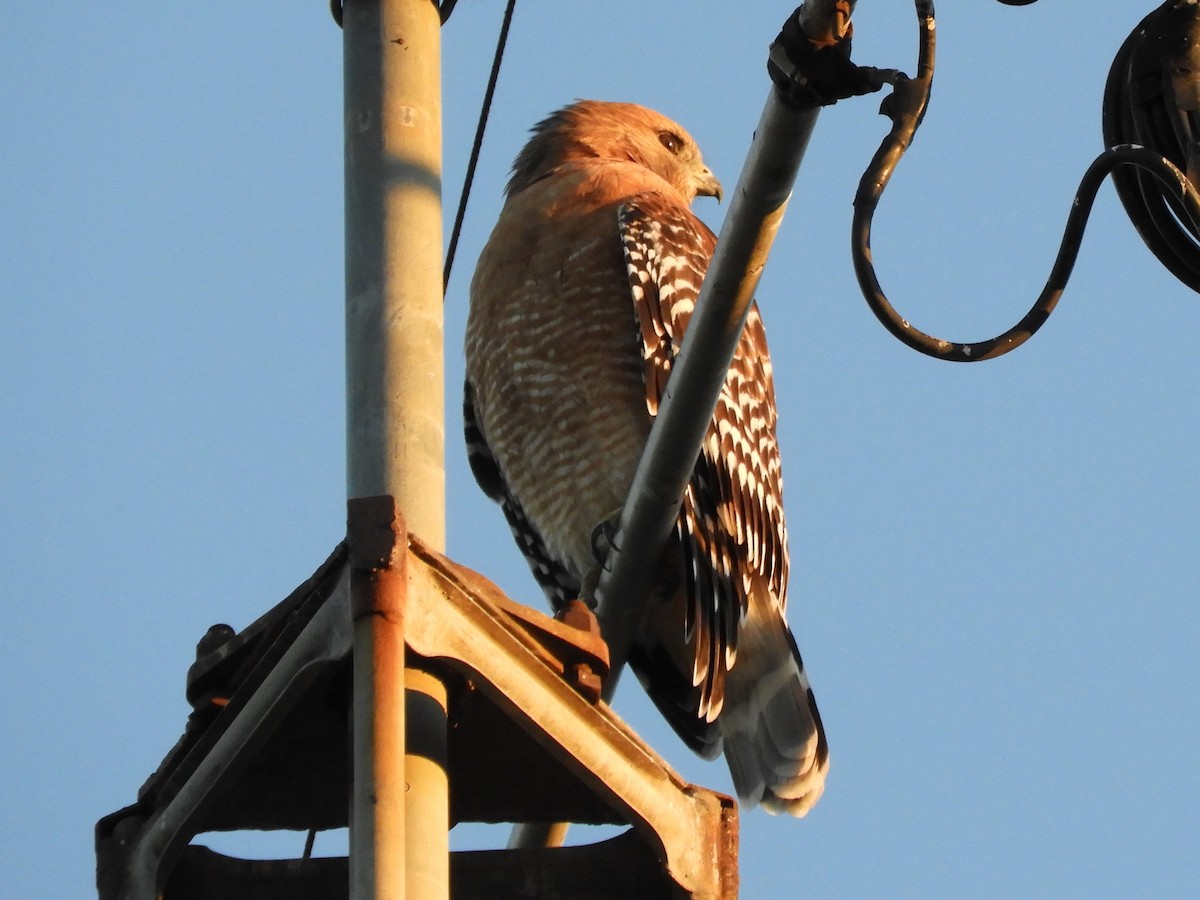 rødvingevåk - ML643734220