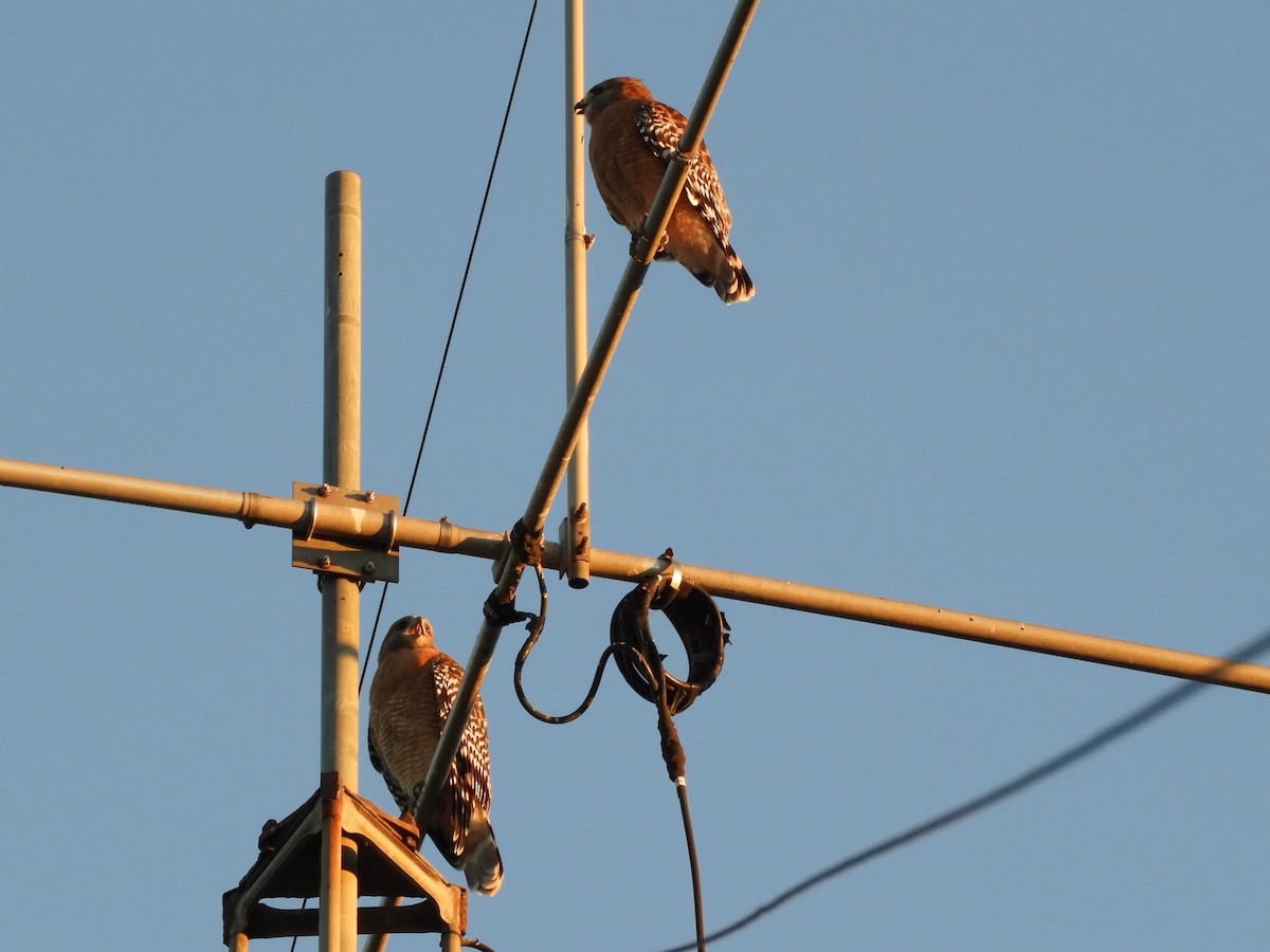 rødvingevåk - ML643734231