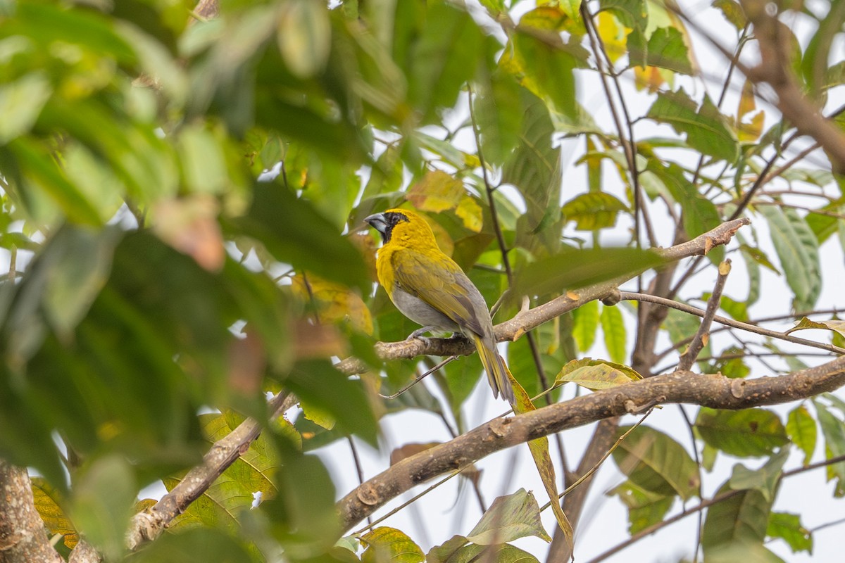 シロハラキミドリイカル - ML643734245