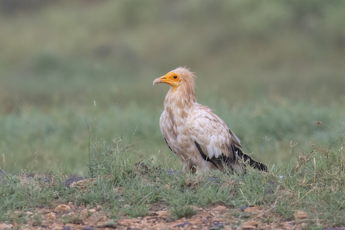 Egyptian Vulture - ML643734263