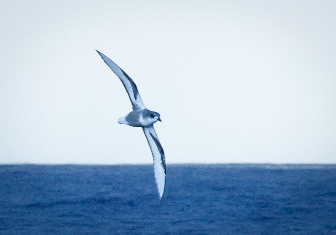 Mottled Petrel - ML643734267