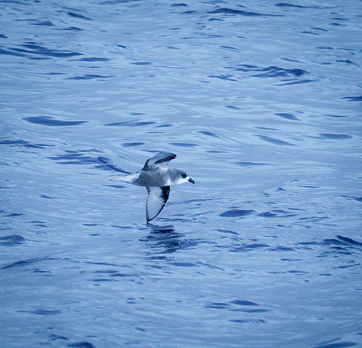 Mottled Petrel - ML643734268
