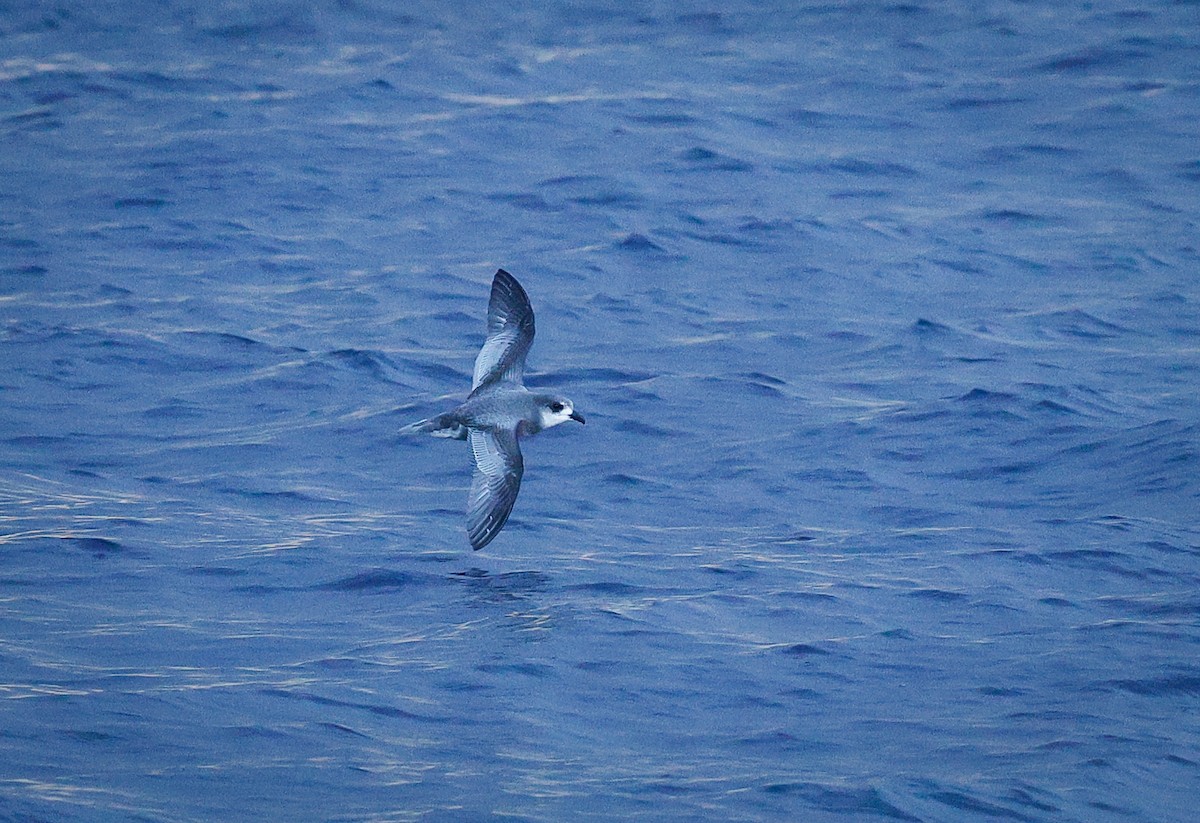 Mottled Petrel - ML643734269