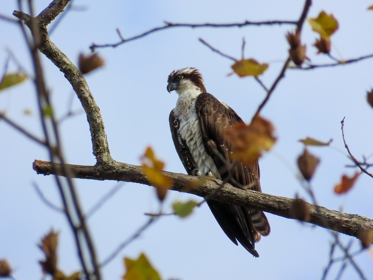 魚鷹 - ML643734271