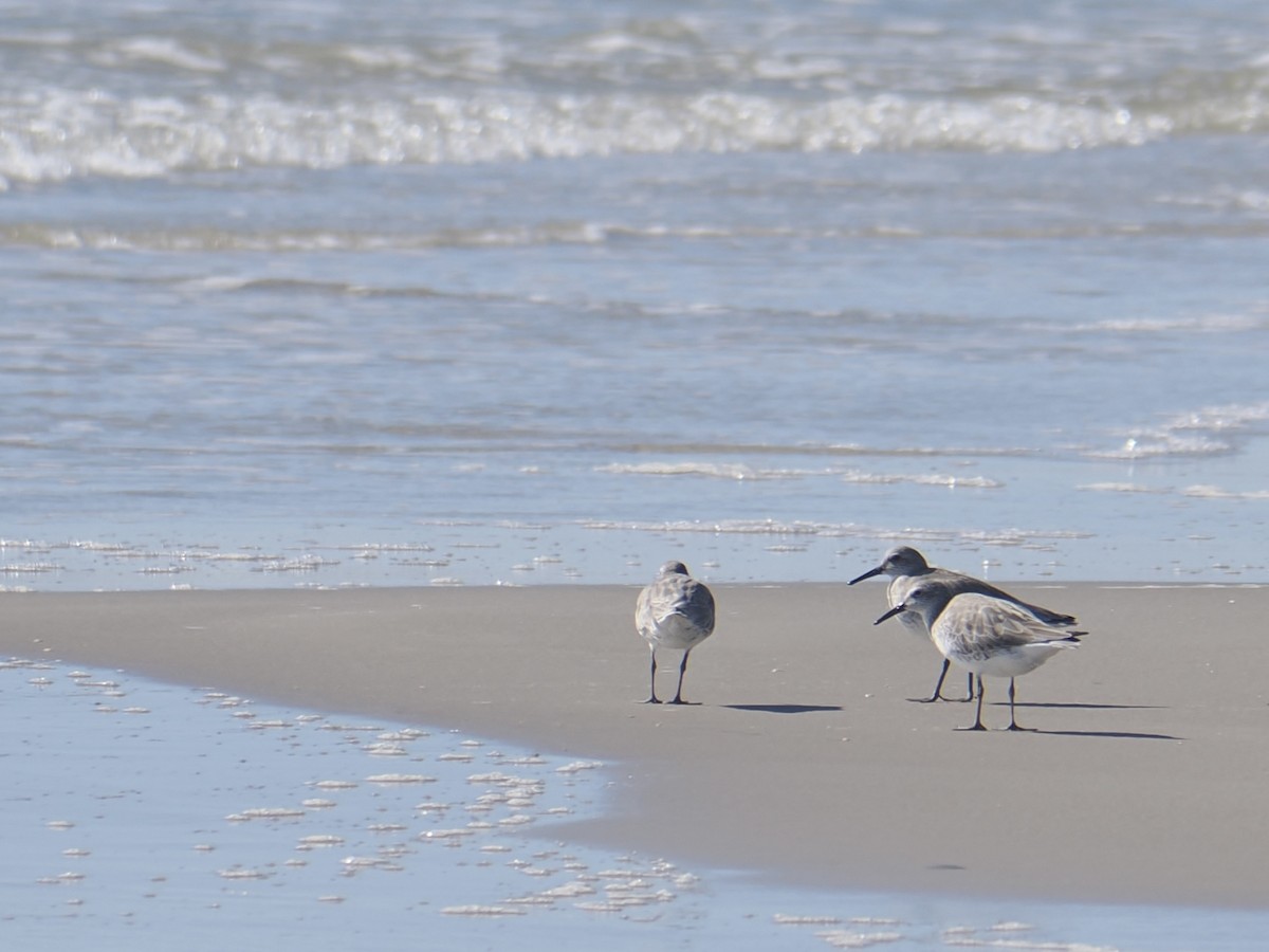 Red Knot - ML643734280