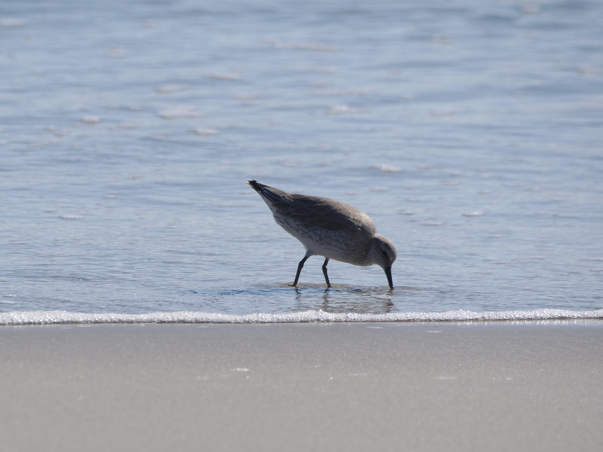 Red Knot - ML643734281