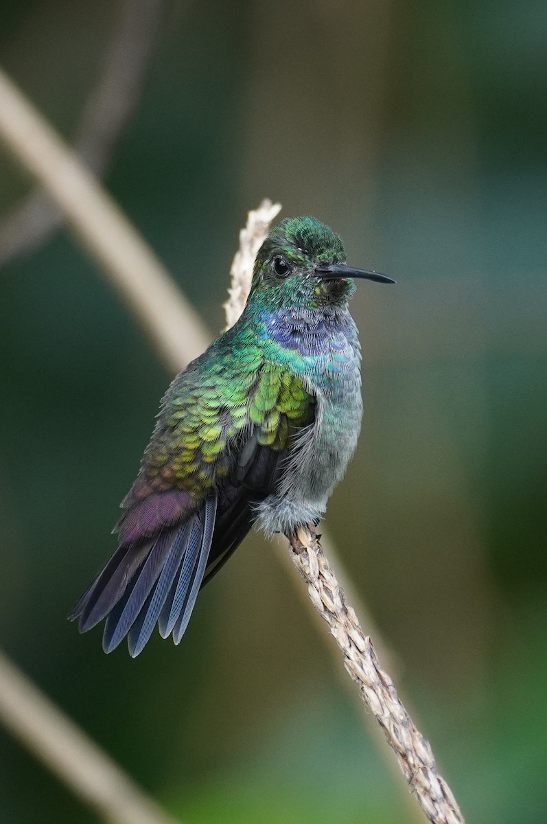 Blue-chested Hummingbird - ML643734294
