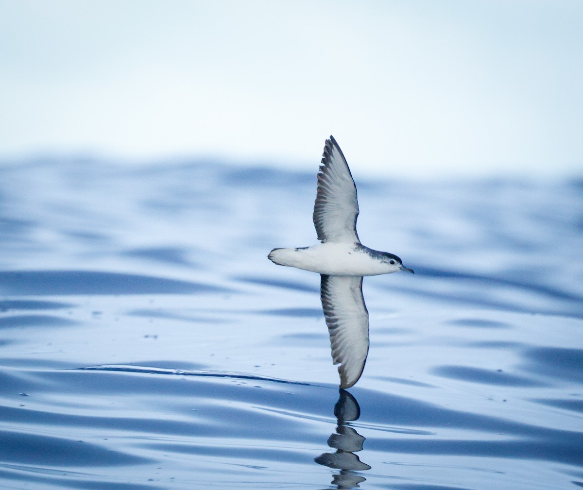 Little Shearwater (Tasman) - ML643734295