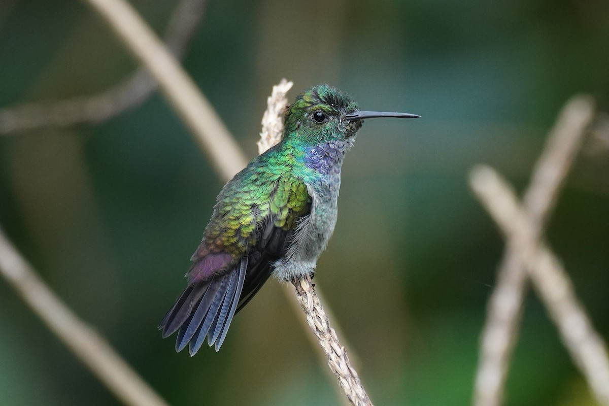Blue-chested Hummingbird - ML643734296