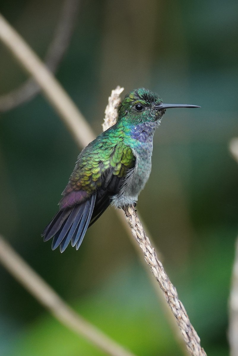 Blue-chested Hummingbird - ML643734299