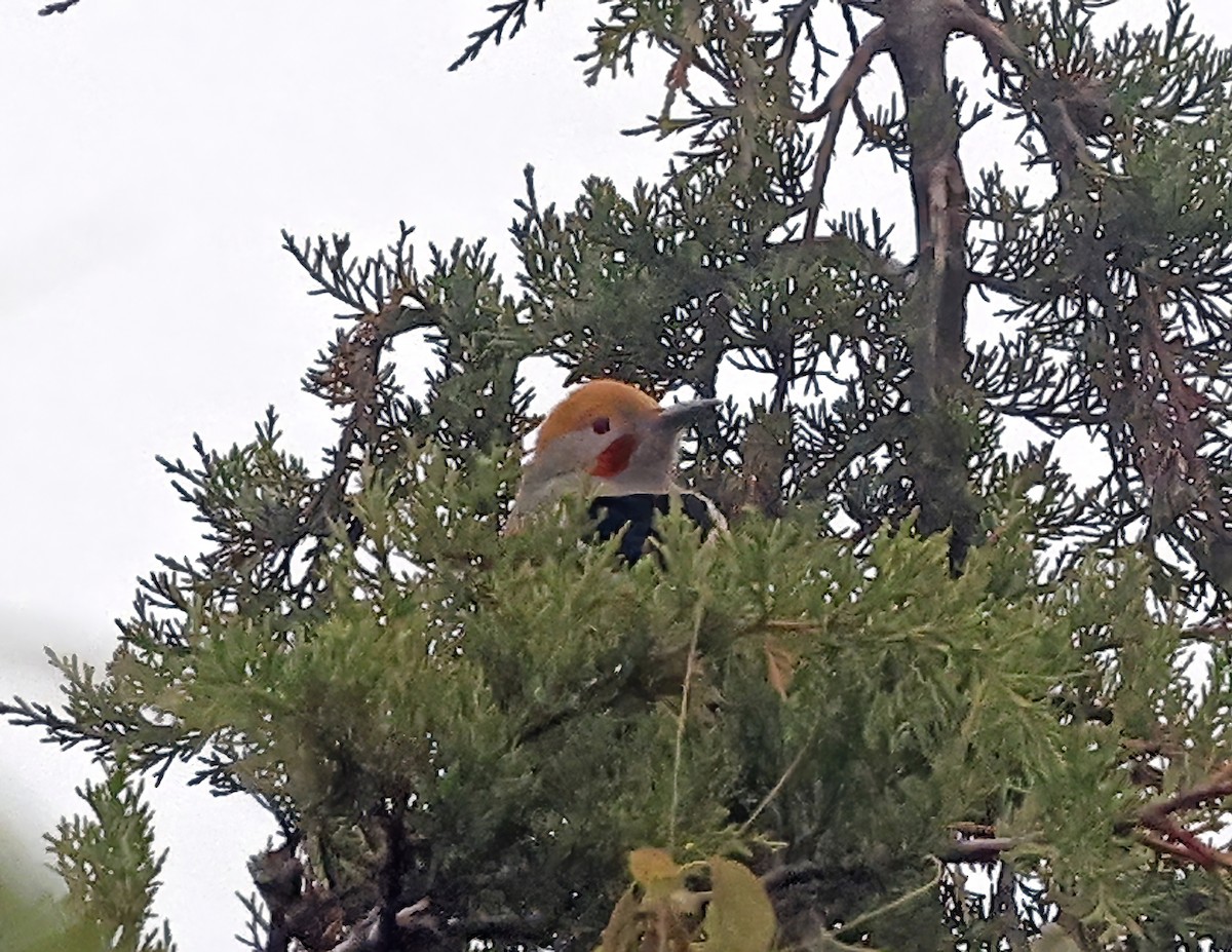 Guatemalan Flicker - ML643734300