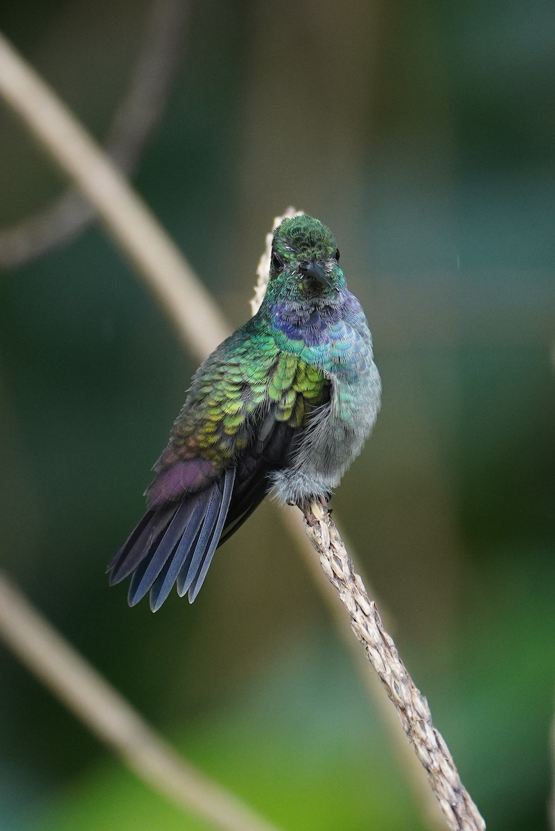Blue-chested Hummingbird - ML643734301