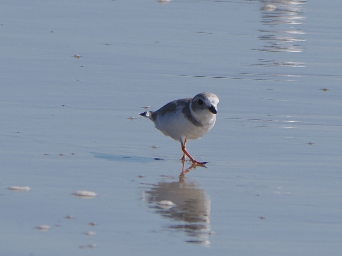 Piping Plover - ML643734314