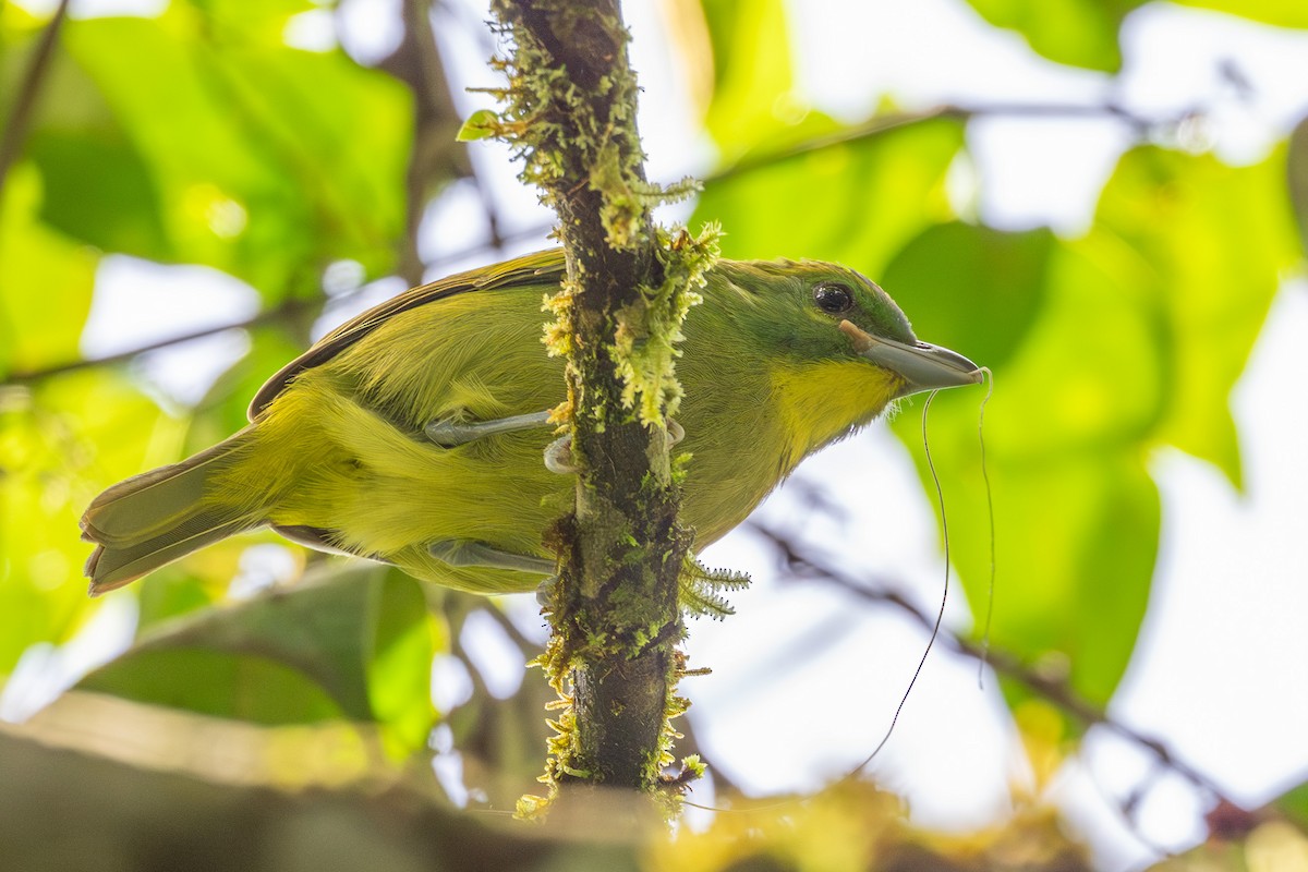 Green Shrike-Vireo - ML643734330