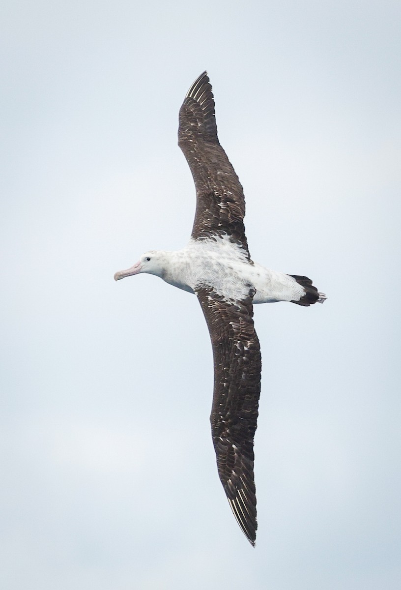 Antipodean Albatross (Gibson's) - ML643734332