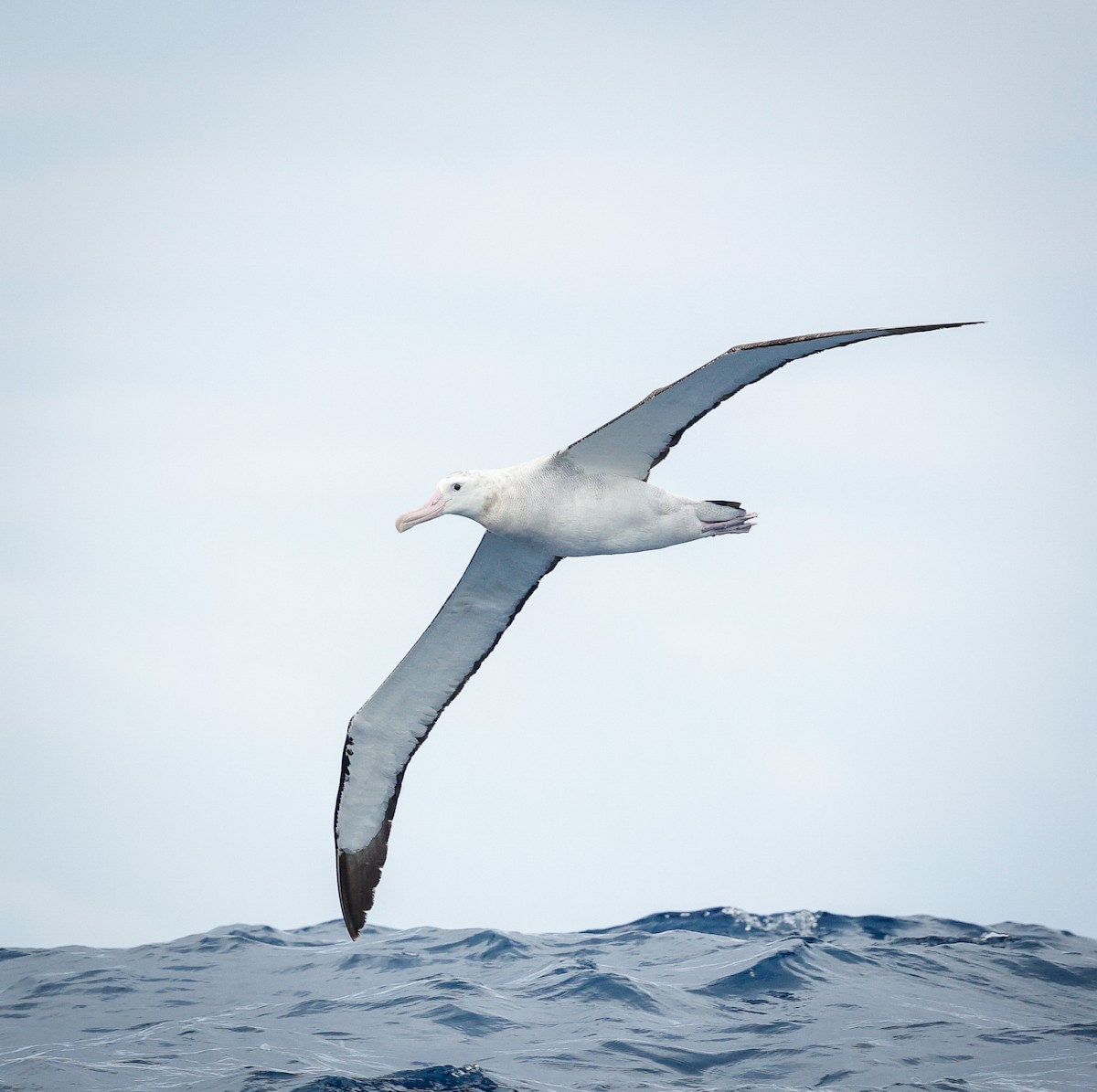 Antipodean Albatross (Gibson's) - ML643734333
