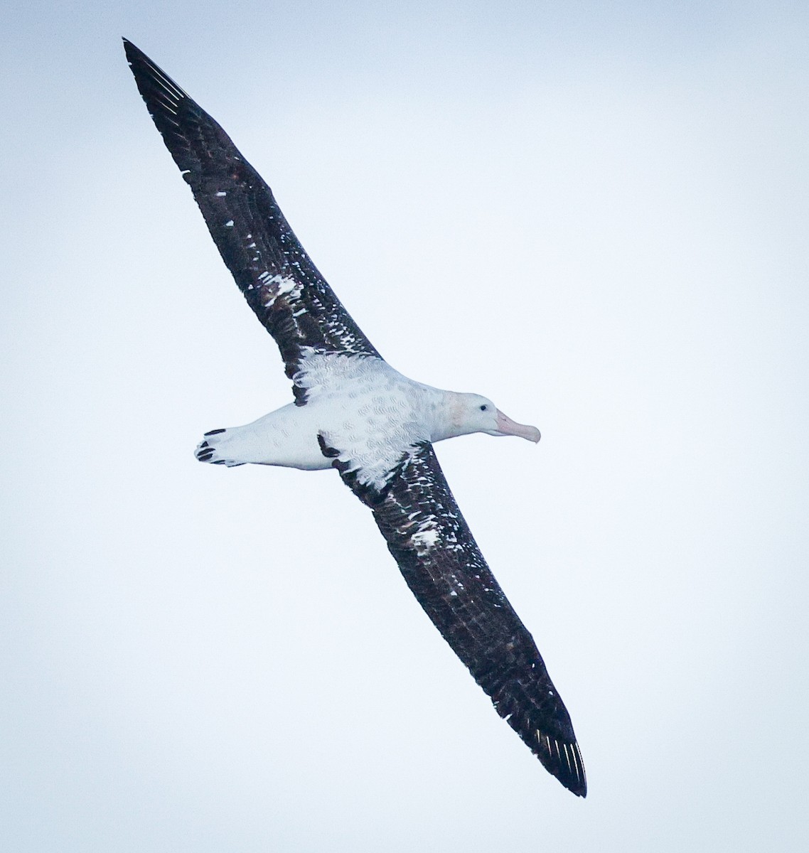 Antipodean Albatross (Gibson's) - ML643734334