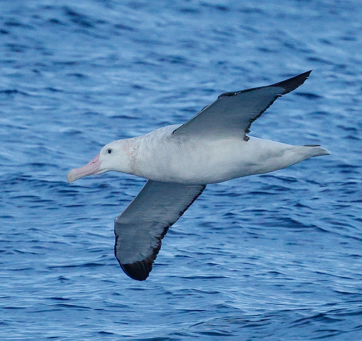 Antipodean Albatross (Gibson's) - ML643734335