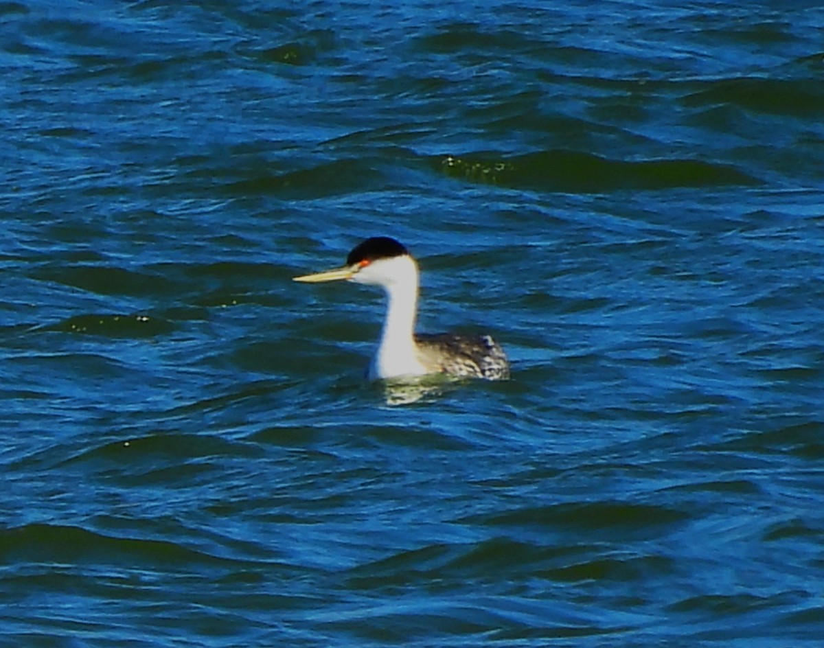 Clark's Grebe - ML643734337