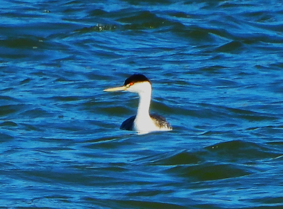 Clark's Grebe - ML643734341