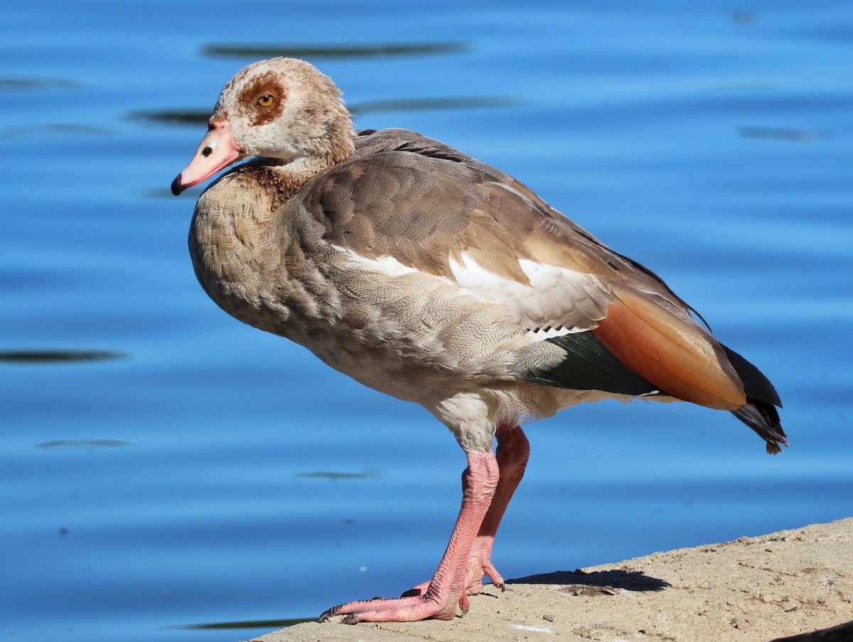 Egyptian Goose - ML643734371